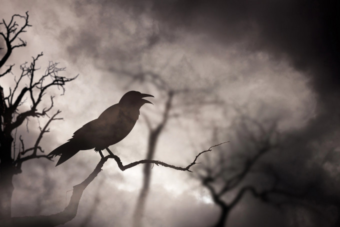 birds