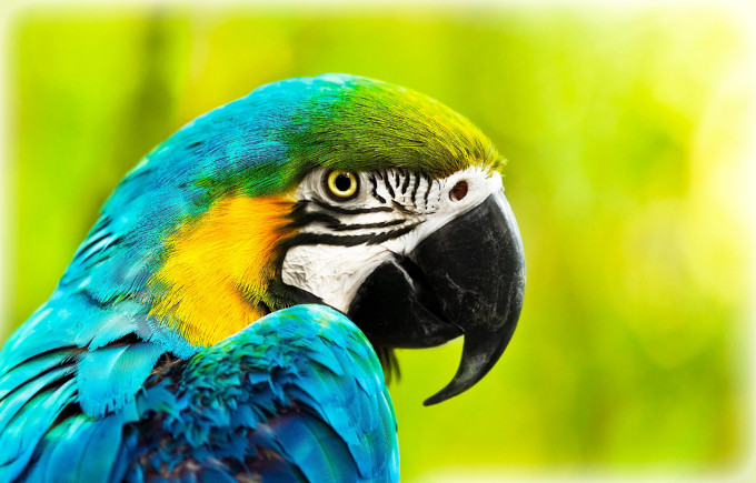 birds