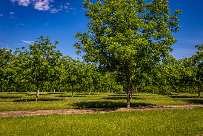 pecans
