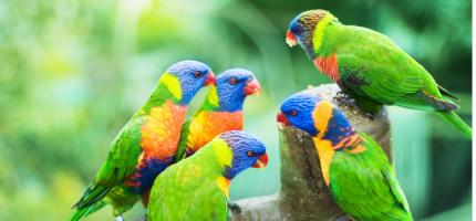 birds