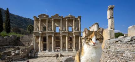 cats